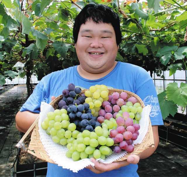 栽培本格化のブドウいかが 関の観光農園が直売所で販売 中日新聞web