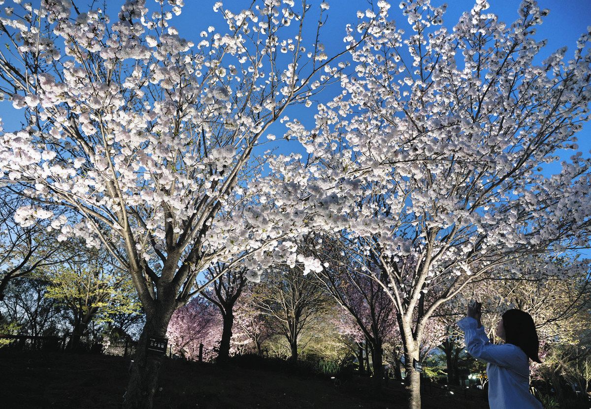 宵も桜どうぞ 東山動植物園でライトアップ：中日新聞Web