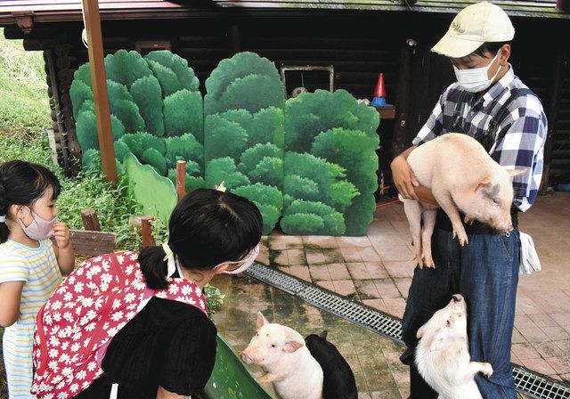 四つ子の赤ちゃんミニブタ モクモクファームでお披露目 中日新聞web