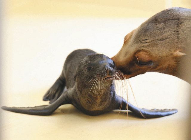 アシカのシルクに赤ちゃん誕生 鳥羽水族館 授乳も確認 中日新聞web