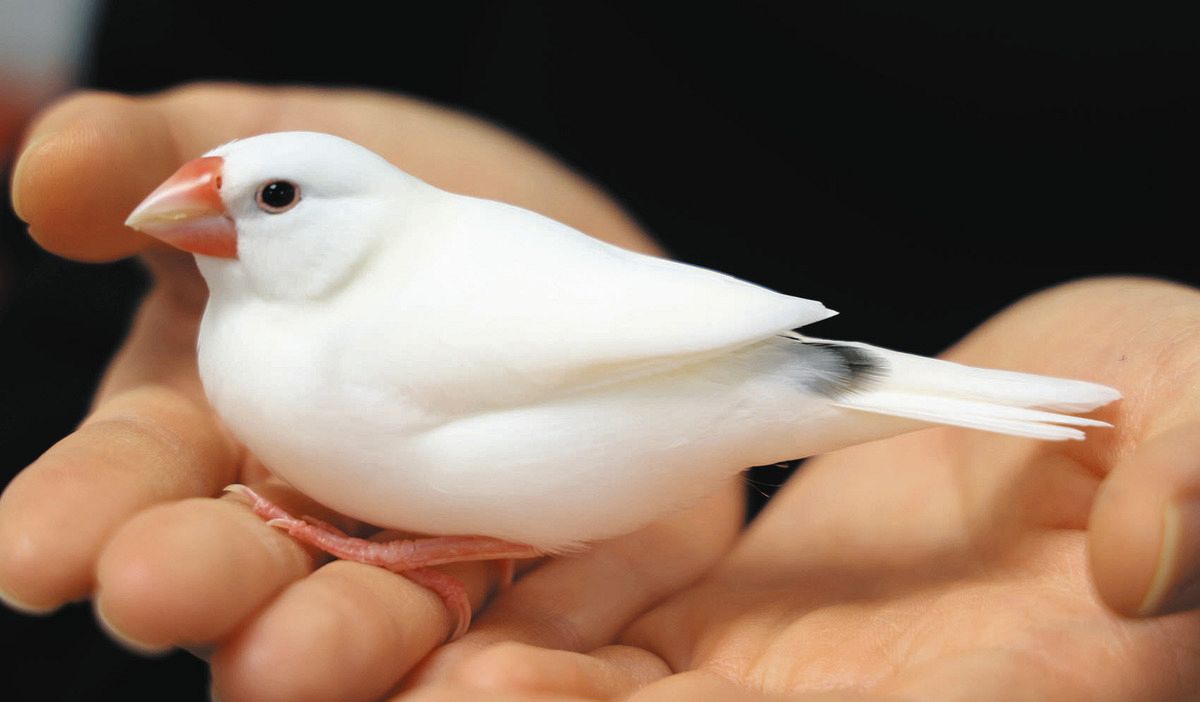 弥富市の「ぶんちゃん」来年5月に引退へ 癒し届け7年、人間なら60～70