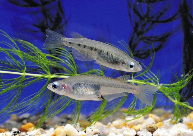 海外採集の飼育中メダカが新種認定 名古屋・東山動植物園で公開