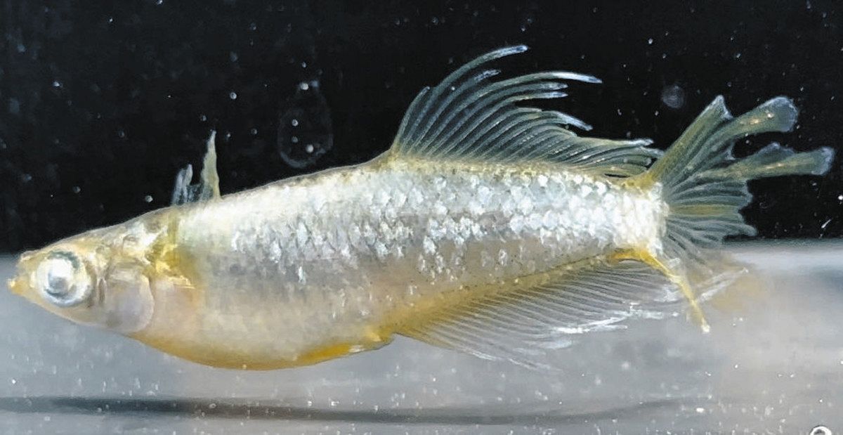 色とりどりな品種改良のメダカ、お気に入り探そう 15日、安曇野で