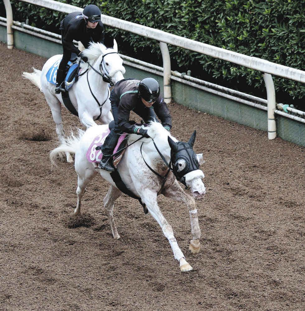 アルテミスS】ソダシの半妹・白毛馬マルガが武豊騎乗で同レース姉妹