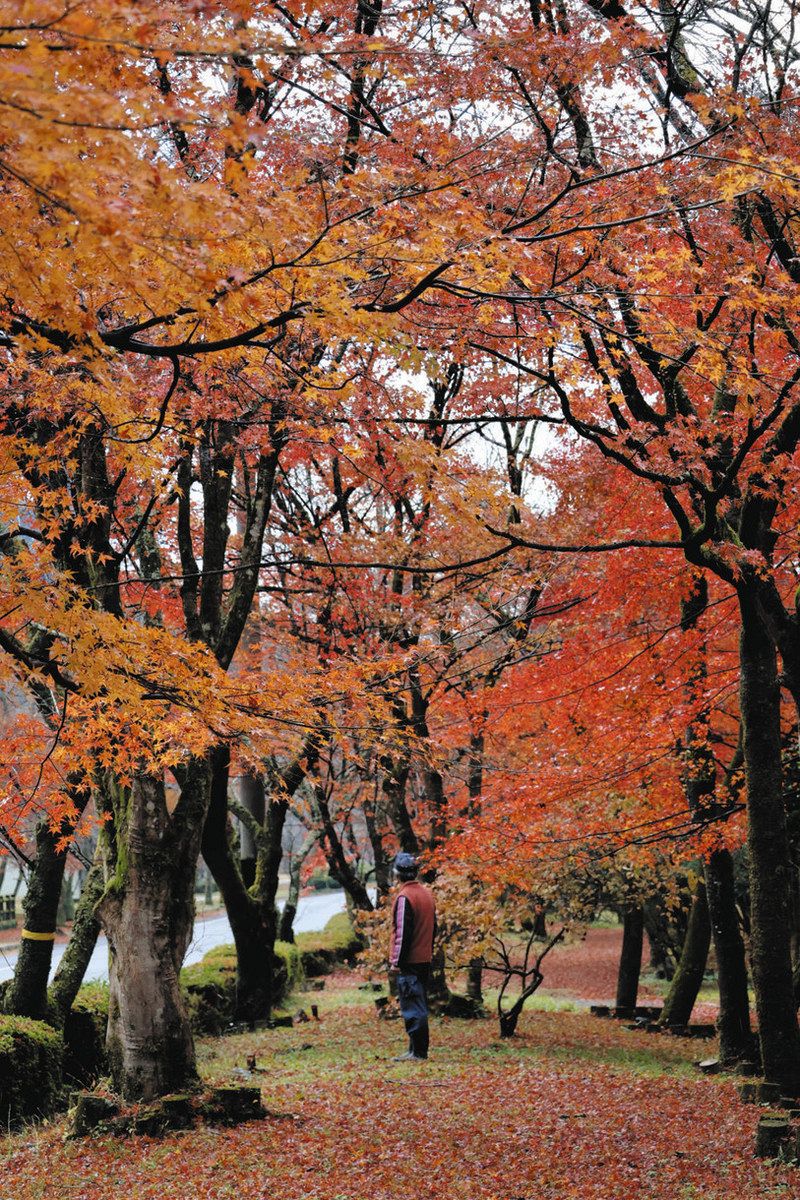 桜の名所、秋はモミジ 関・寺尾ケ原千本桜公園が例年より2週間遅れで