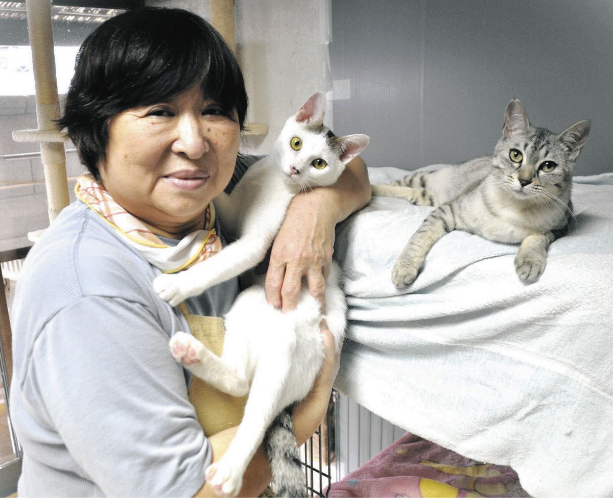 猫エイズの猫に里親が見つかることを期待する平岩さん＝中津川市の保護猫ハウス「なないろ」で
