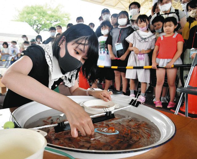 何匹すくえた 親子ら歓声 弥富 金魚まつり にぎわう 中日新聞web