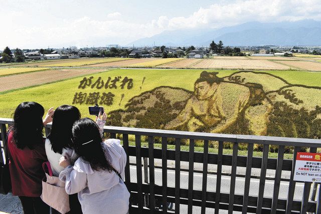 がんばれ！御嶽海！10月3日まで公開延長 信州安曇野田んぼアート