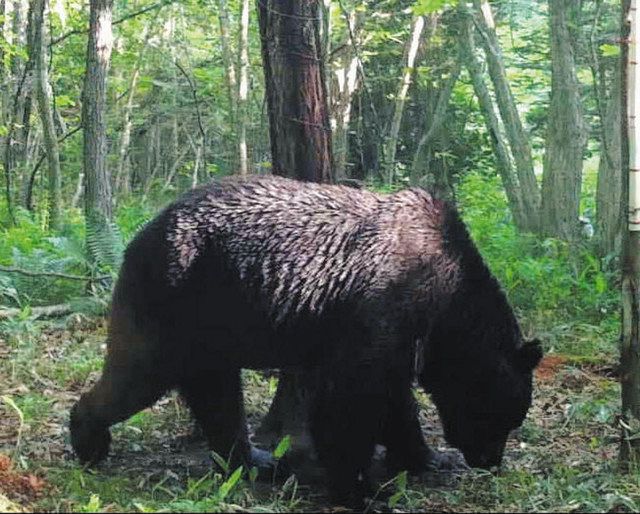 捕まらない怪物ヒグマ「ＯＳＯ１８」 ４年で牛６６頭が被害：中日新聞Web