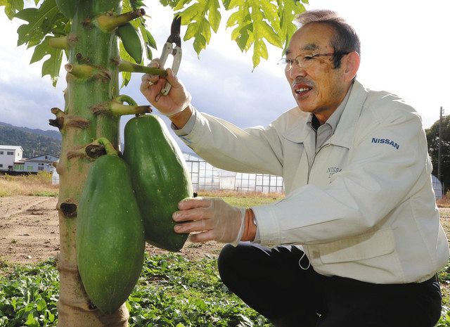 石川 青パパイア 七尾で育った 78歳 野見さん 新たな特産野菜に 北陸中日新聞web