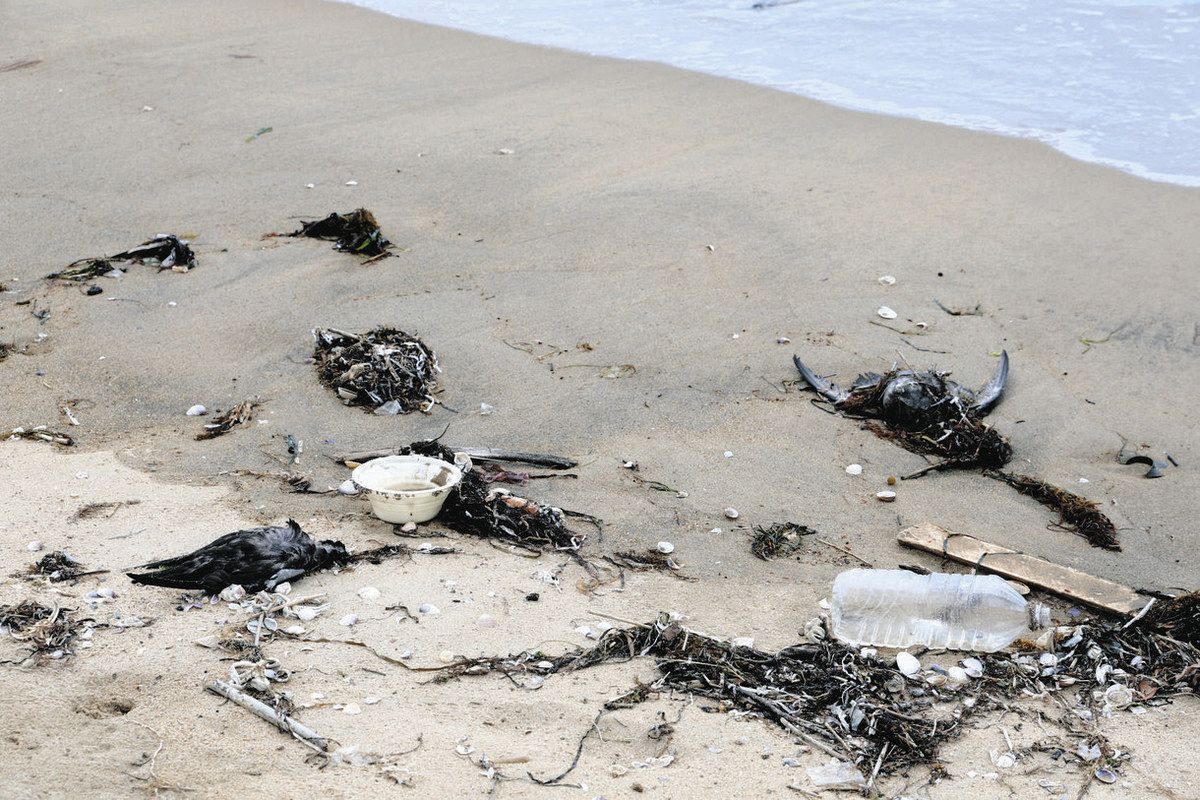 津の海岸に鳥の死骸大量漂着 数年に1回の自然現象 県、冷静な対処促す