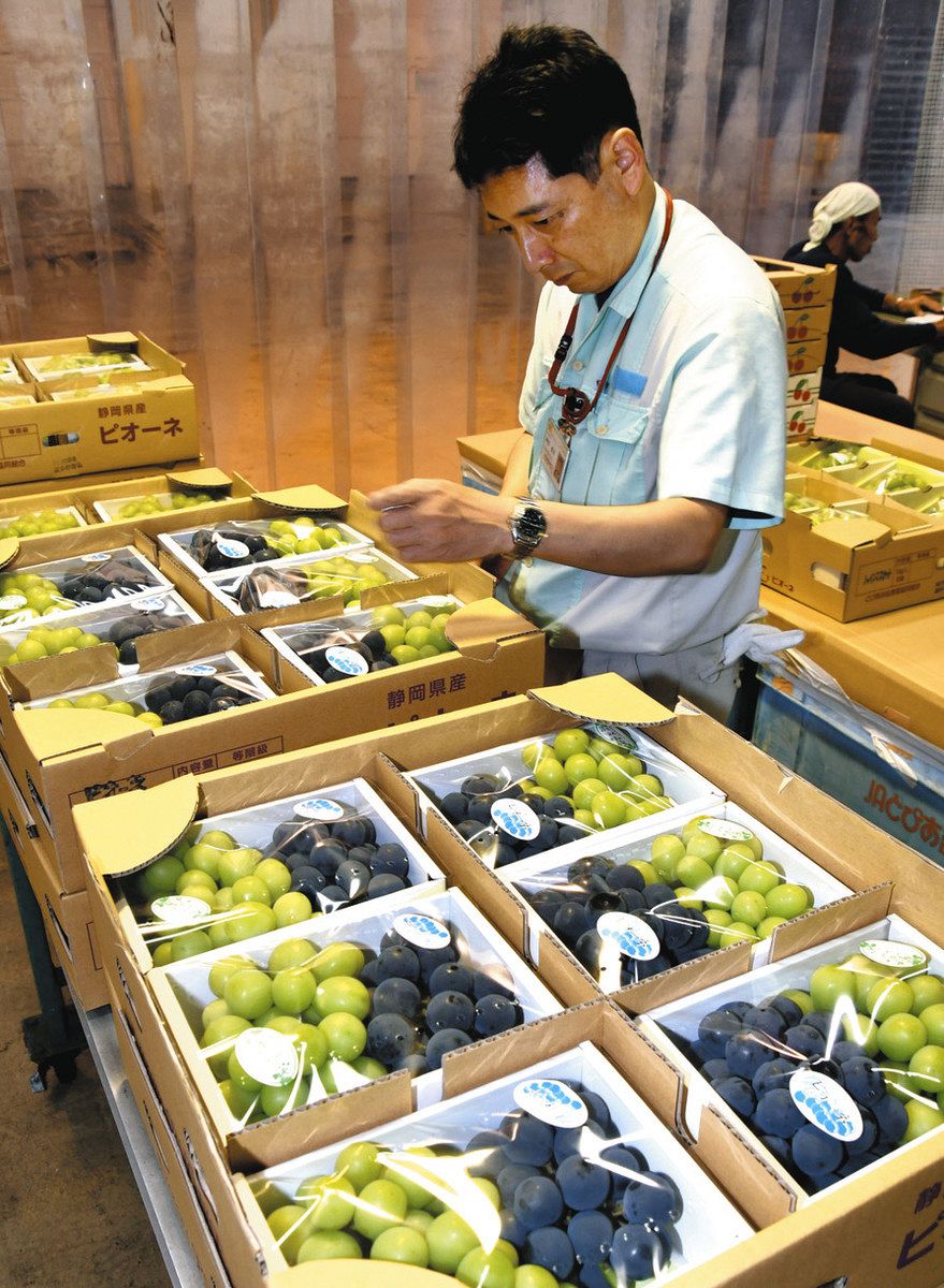 シャインマスカット味わって 浜松・都田地区で出荷：中日新聞しずおかWeb