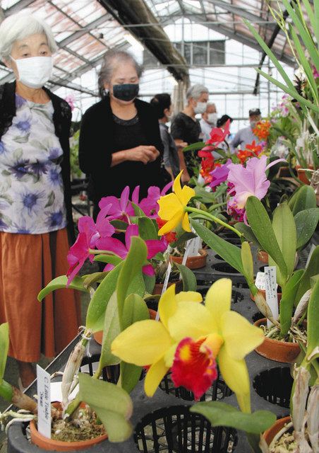 さまざまな種類が並ぶ全国洋蘭園めぐり＝浜松市浜北区で 
