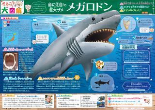 まるごと大図解 ＜メガロドン＞7月29日：中日新聞Web