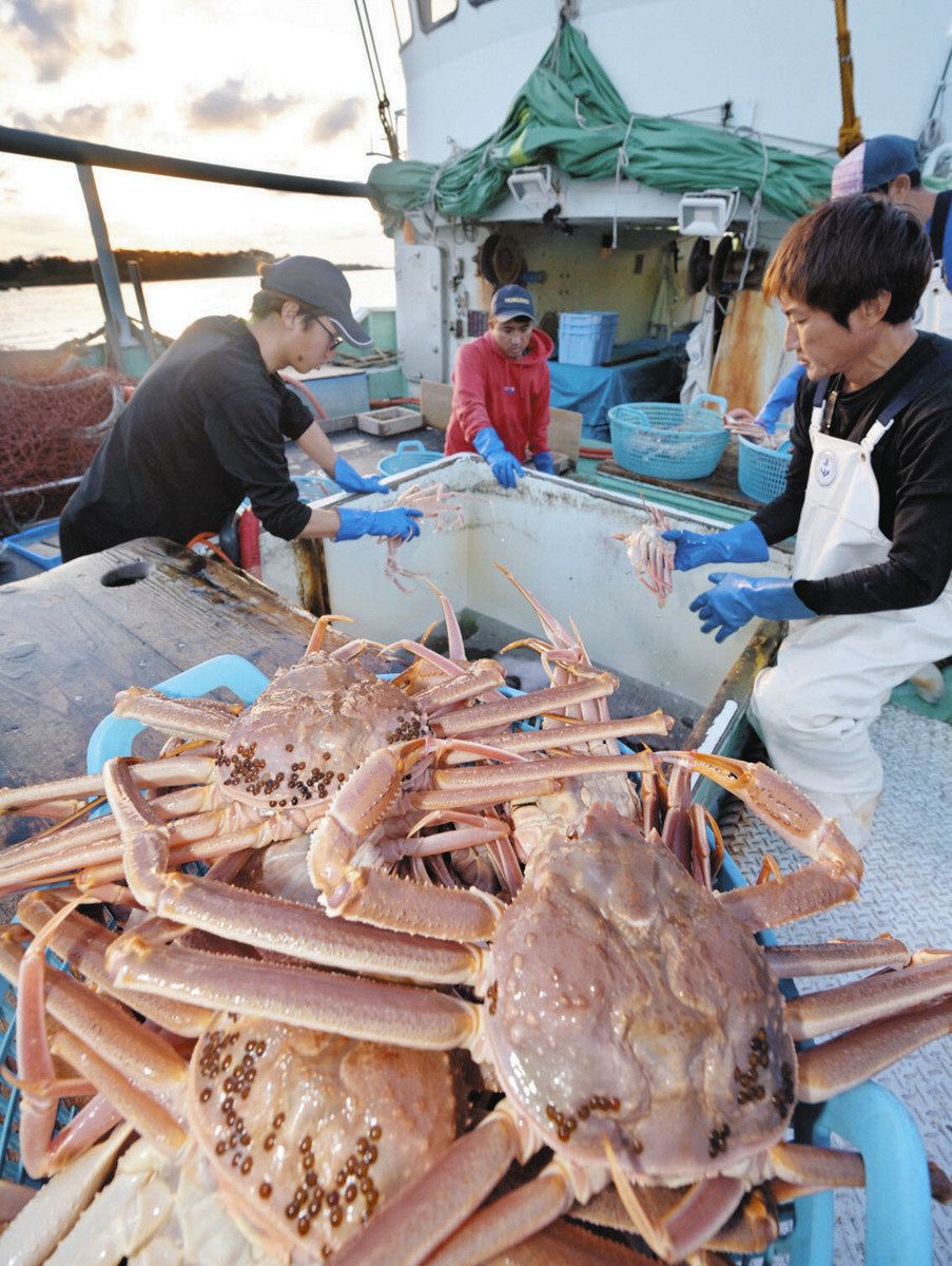 ズワイガニ漁獲枠 維持 福井県分3年連続541トン：中日新聞Web