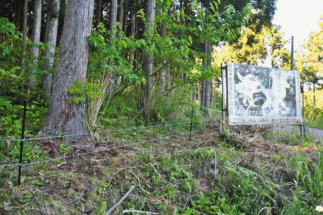 町の花 ササユリ守れ イノシシ被害で電気柵 北陸中日新聞web