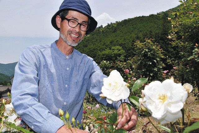 大紀 大内山の棚田を新たなバラの名所に 中日新聞web