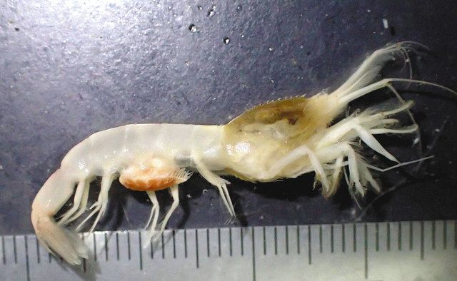 エビヤドリムシが新種と判明 鳥羽水族館 １７年に採集 中日新聞web