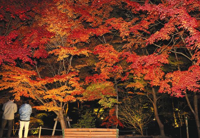 夜空に映えるモミジの葉 多治見 生田公園でライトアップ 中日新聞web