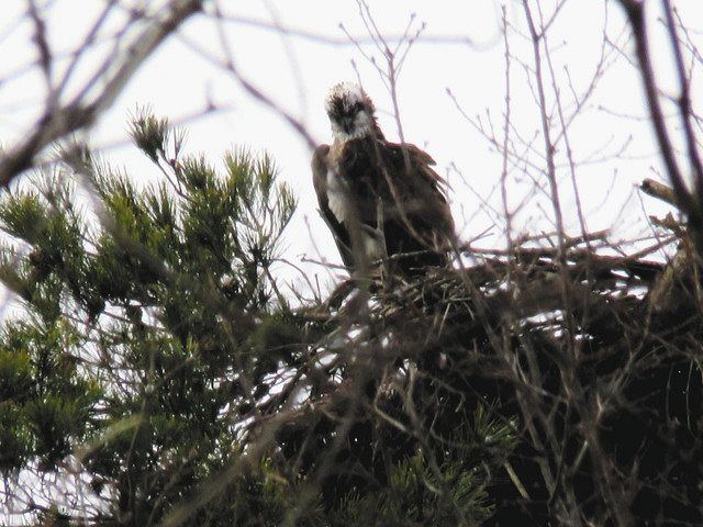 南方から能登の巣に戻ったミサゴの雌=穴水町で(時国公政さん提供)