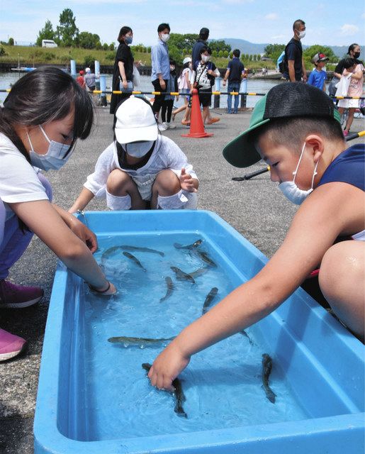 ３年ぶり 草津水産まつり 魚つかみ取りや放流 中日新聞web