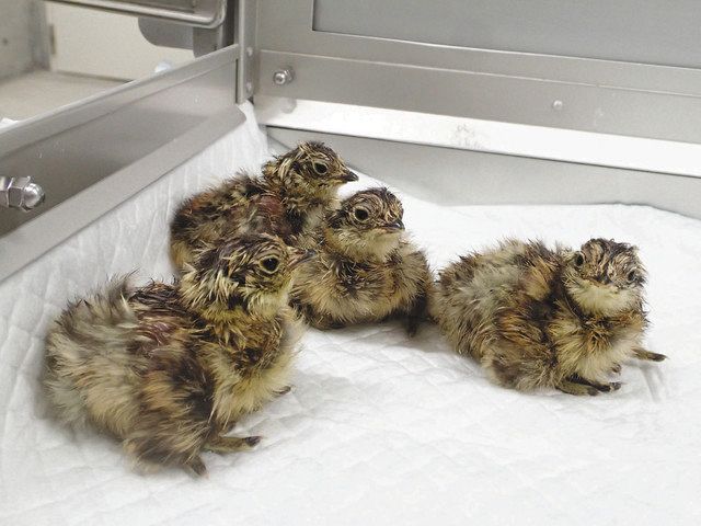ライチョウ 新たに８羽ふ化 ファミリーパーク 北陸中日新聞web