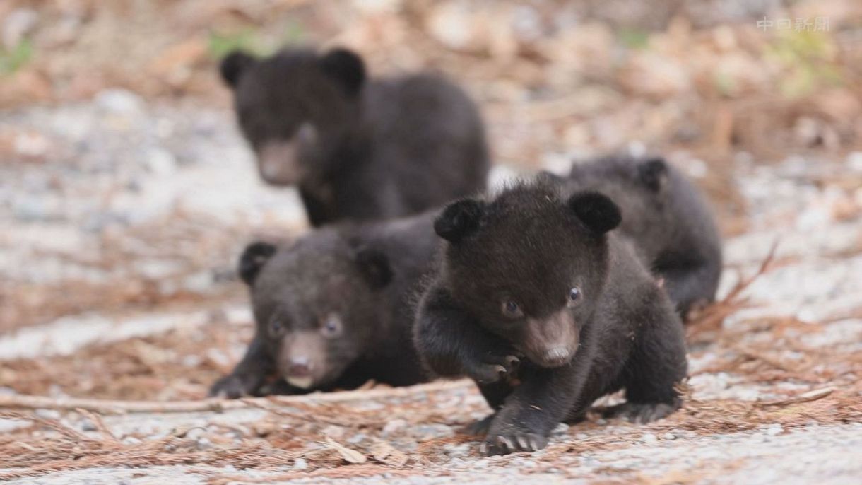 ツキノワグマの赤ちゃん すくすく 中日新聞web