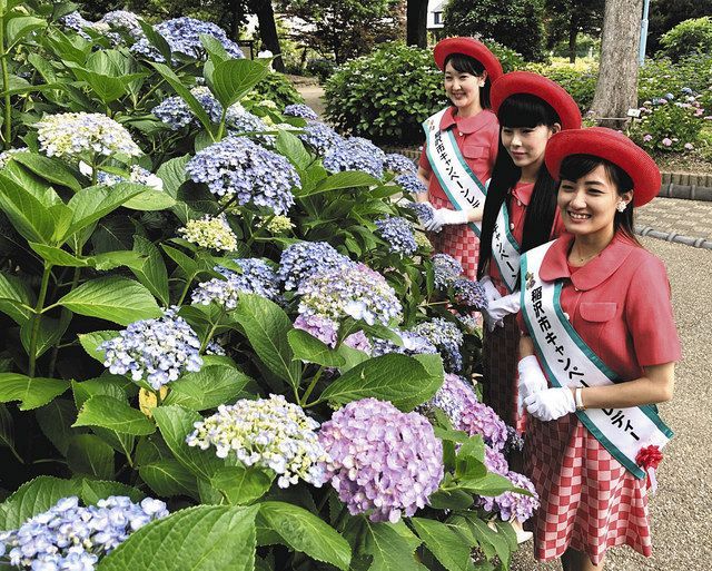 多彩なアジサイ 稲沢で見頃 中日新聞web