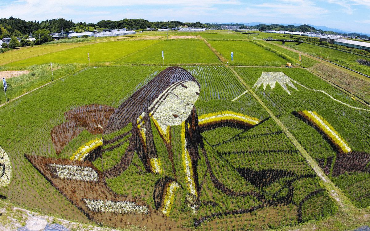 紫式部」色づく、十二単見どころ 菊川・田んぼアート：中日新聞しずおかWeb