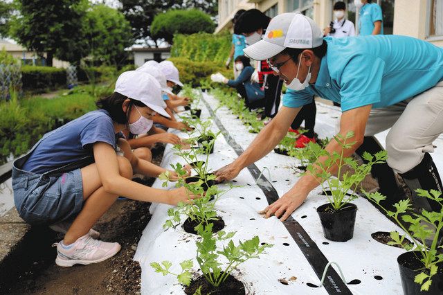 セロリ収穫 待ち遠しい 豊西小児童が育てた苗植える 中日新聞しずおかweb