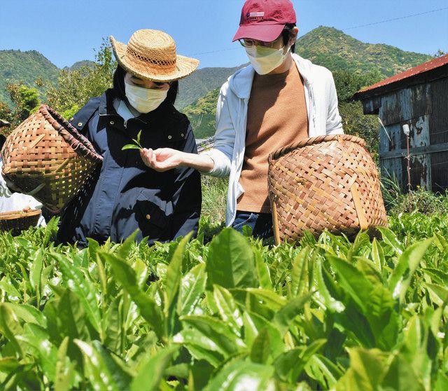 茶摘み、茶作りの体験会に来て 尾鷲：中日新聞Web