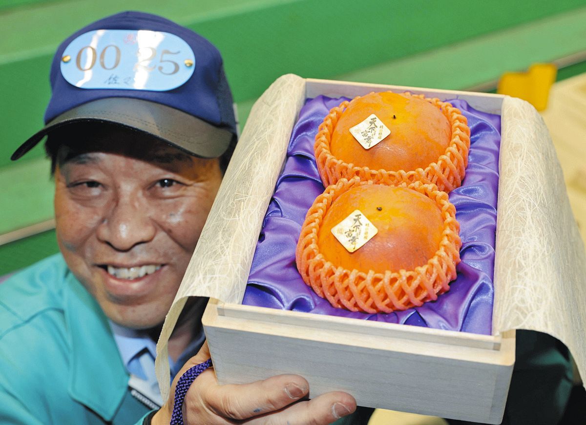信長もビックリ！史上最高値100万円 岐阜県産柿「天下富舞」の初競り