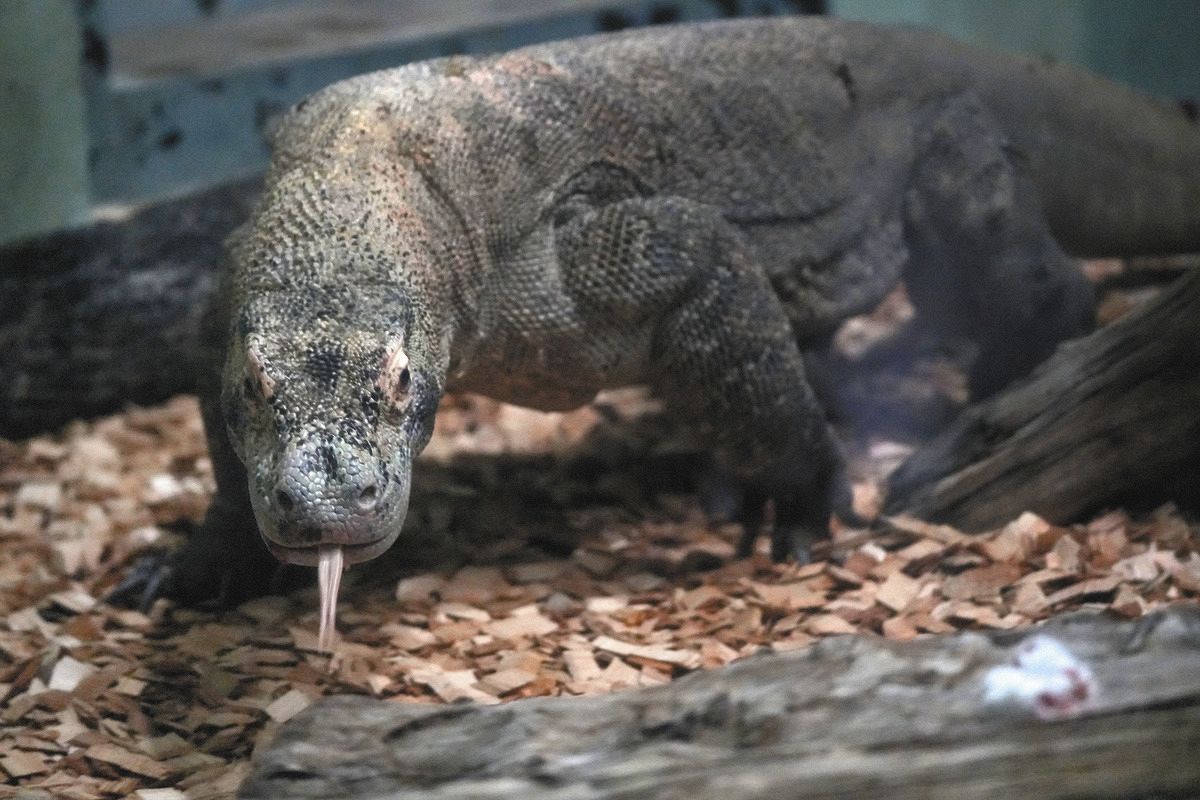 河村たかし市長「アイラブユーと伝えたら、にこっと笑って寄ってきた