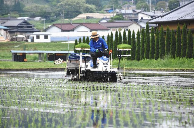 田植えをする「あさげの里」社員。同社は米をはじめ２０種類近くの農産物の生産に取り組む＝阿南町新野で 