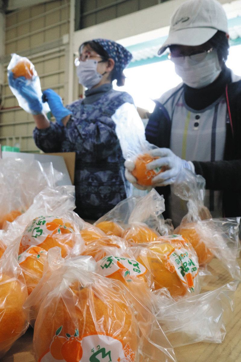 甘みOK 「不知火」店頭へ 浜名区JAが選果：中日新聞しずおかWeb