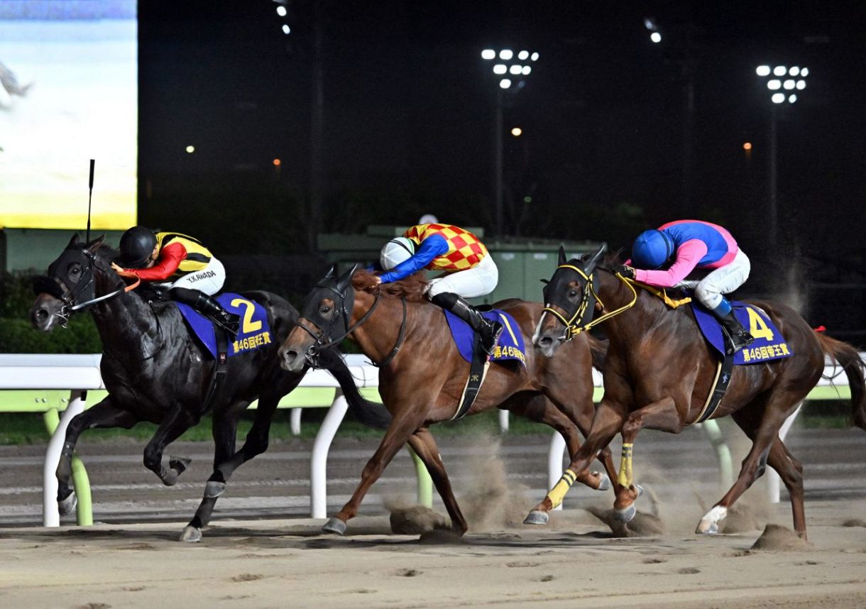 帝王賞】3連覇を狙うメイショウハリオの併せ馬は手応えで見劣る…浜中「ちょっとまだ休み明けだな、という感じ」：中日スポーツ・東京中日スポーツ