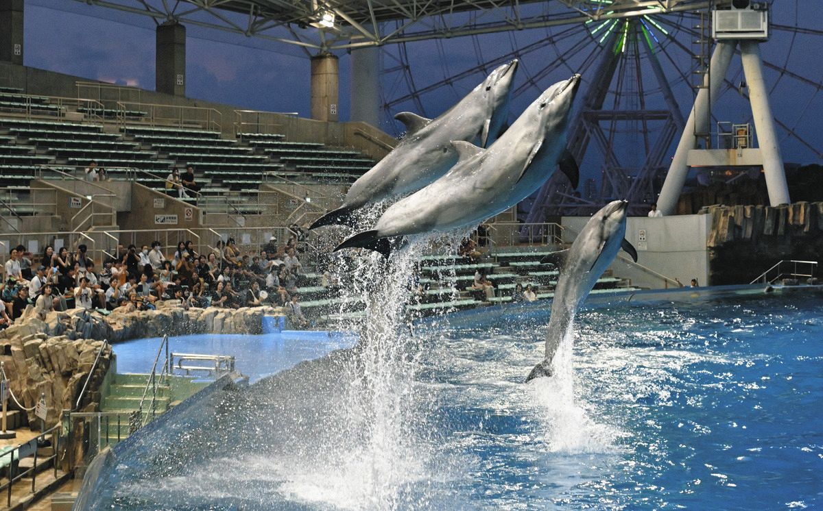 名古屋 港 水族館 イルカ ショー 時間