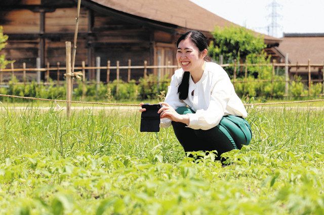 大麻が芽吹き始めた畑で写真を撮る中村さん＝明和町斎宮で 