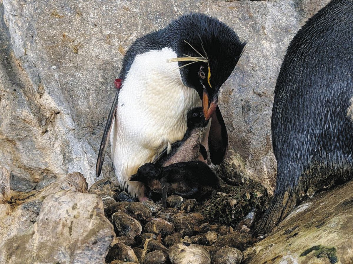 ペンギンの赤ちゃん会いに来て のんほいパークで3羽誕生：中日新聞Web