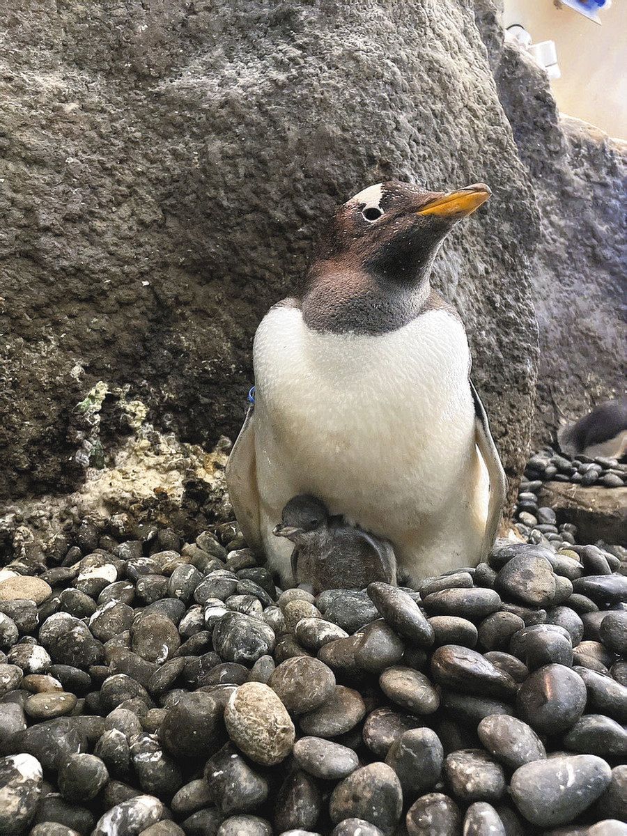 ペンギンの赤ちゃん会いに来て のんほいパークで3羽誕生：中日新聞Web