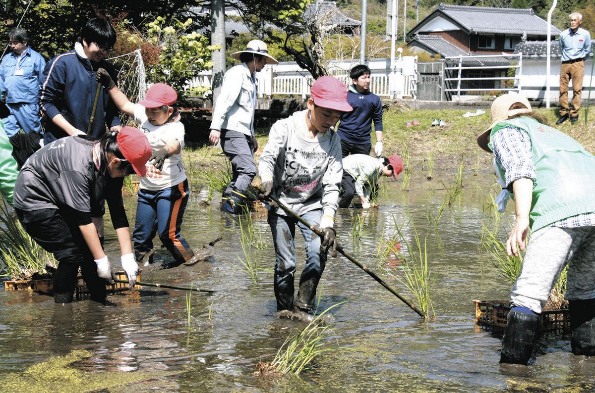 特産マコモ 美杉小児童が苗植え 津で農家グループが手ほどき：中日新聞Web