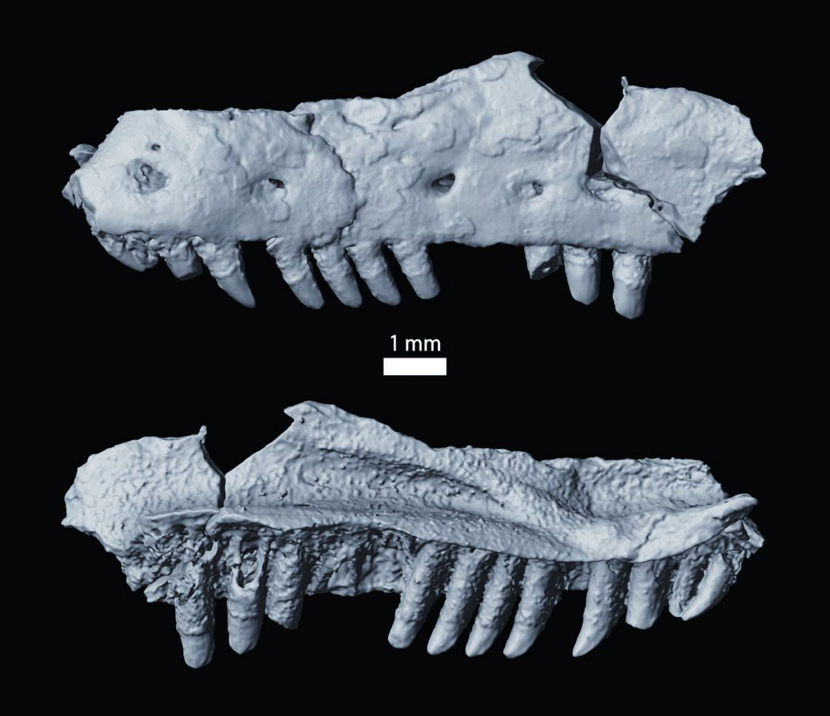 大型トカゲPalaeosaniwaの下顎　爬虫類　化石　白亜紀　アメリカ 大型トカゲPalaeosaniwaの下顎 爬虫類 化石 白亜紀 アメリカ