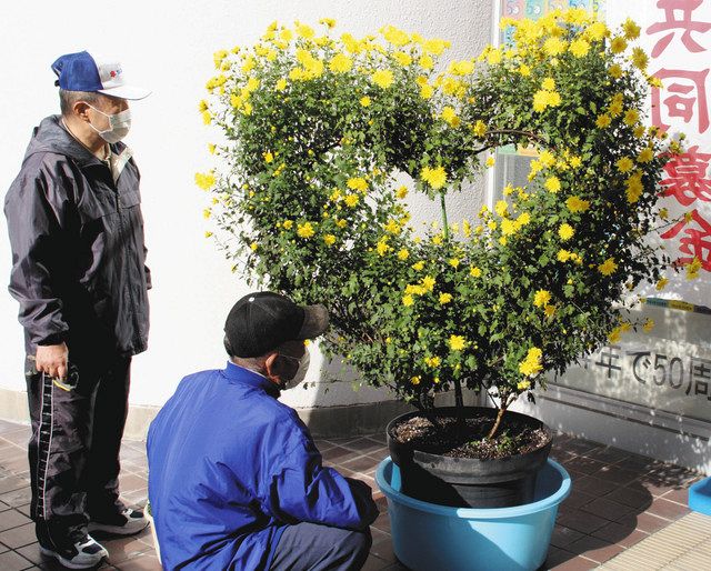 ハート形や富士山の菊 笠子花の会 が湖西市役所に飾る 中日新聞しずおかweb