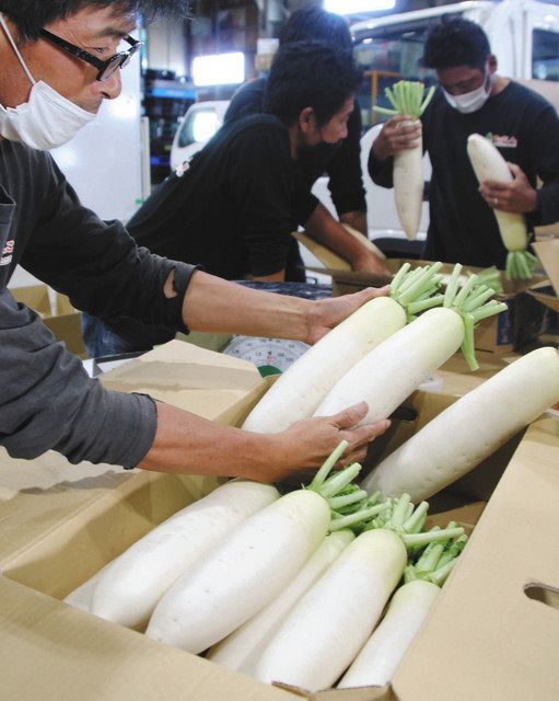 秋冬だいこん 今年も良好 金沢で出荷開始 北陸中日新聞web 秋冬だいこん 今年も良好 金沢で出荷開始 北陸中日新聞web