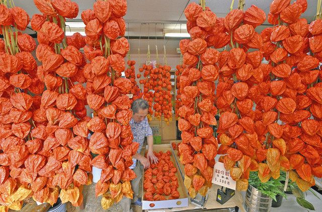 ホオズキのカーテン 福井の生花店 盆飾り向け、陰干し：日刊県民福井Web