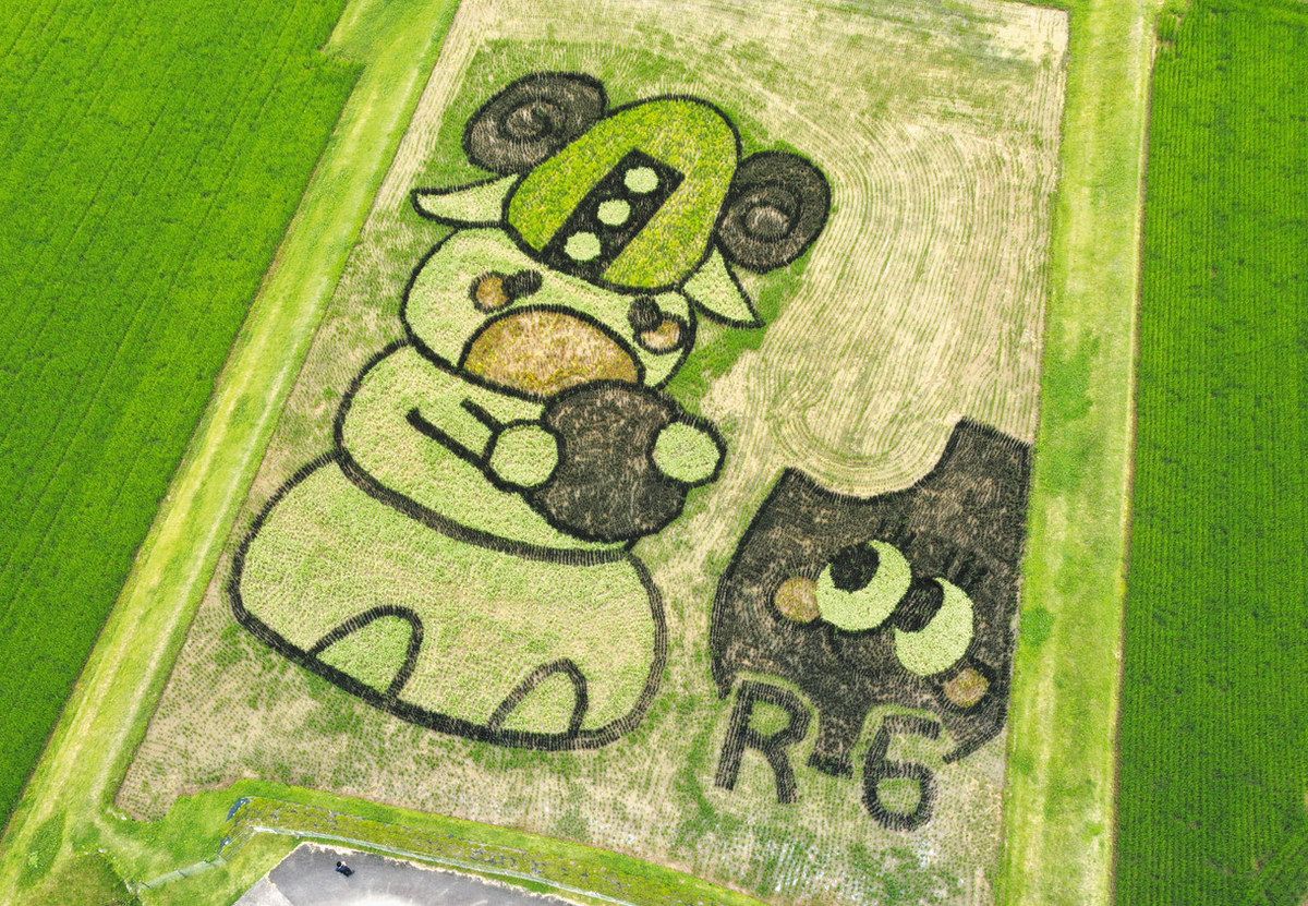 シロモチくん、田んぼにくっきり 津市のキャラクターを稲でアート：中