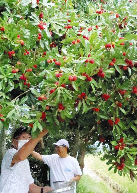 ヤマモモの実、夏空彩る 亀山の農園で収穫作業：中日新聞Web