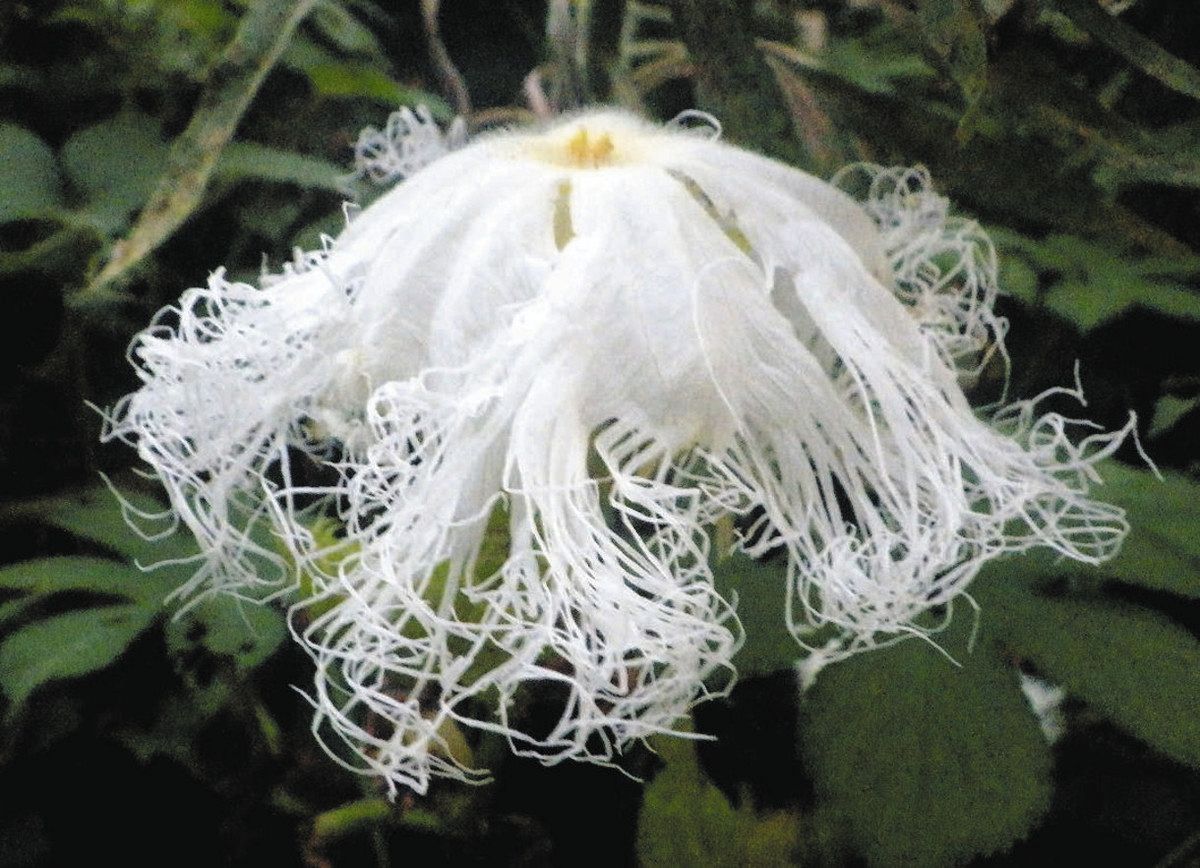 神秘的、夜明け前に純白の大輪 亀山でオオカラスウリの花を撮影：中日