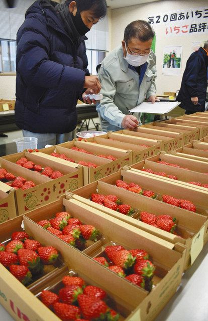 イチゴの出来は？ 岡崎で品評会、でかほっぺGPも：中日新聞Web