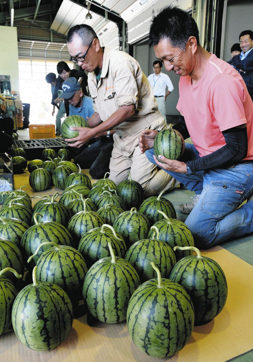 金沢こだま西瓜 初出荷 大玉は きょうから 売り上げ一部 義援金に